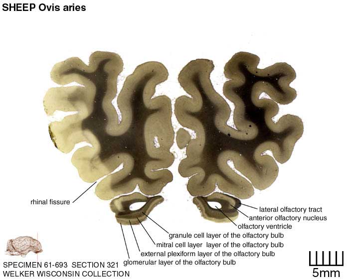 Atlas of the Sheep Brain > Section Image