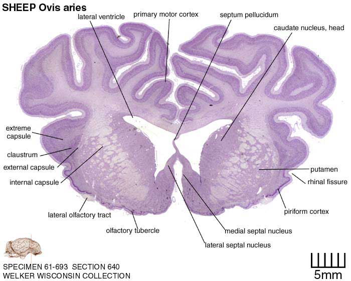 Atlas of the Sheep Brain > Section Image