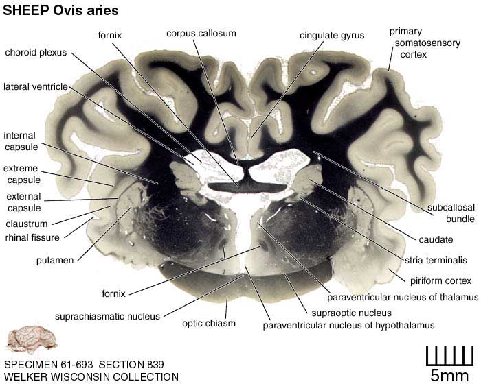 Atlas of the Sheep Brain > Section Image