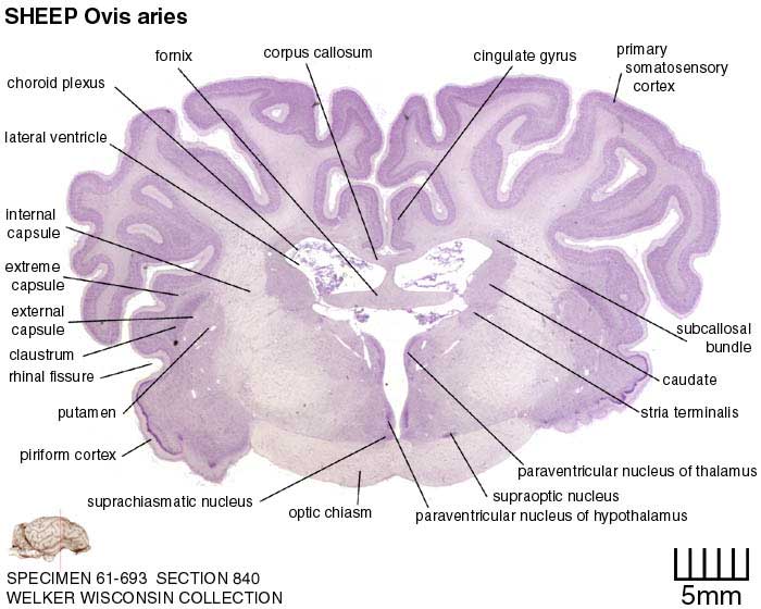 Atlas of the Sheep Brain > Section Image