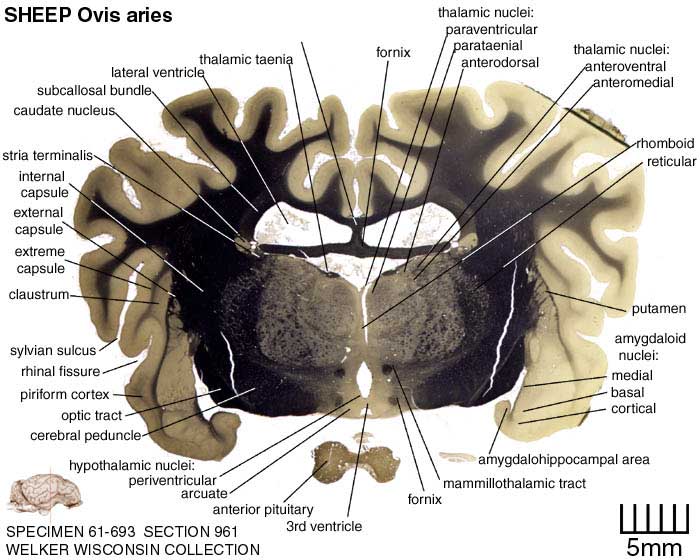 Atlas of the Sheep Brain > Section Image