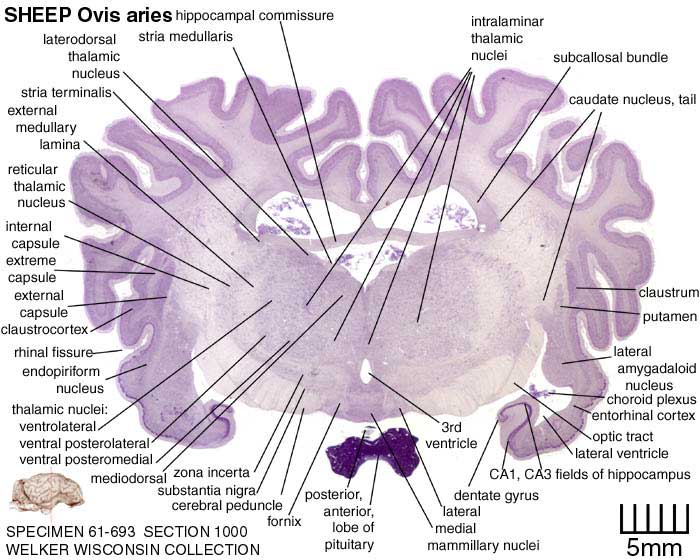 Atlas of the Sheep Brain > Section Image