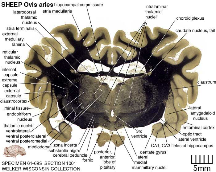 Atlas of the Sheep Brain > Section Image