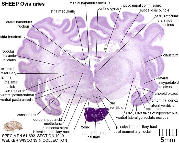 Atlas of the Sheep Brain > Section Image