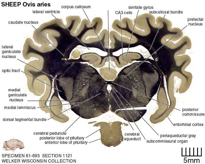 Atlas of the Sheep Brain > Section Image