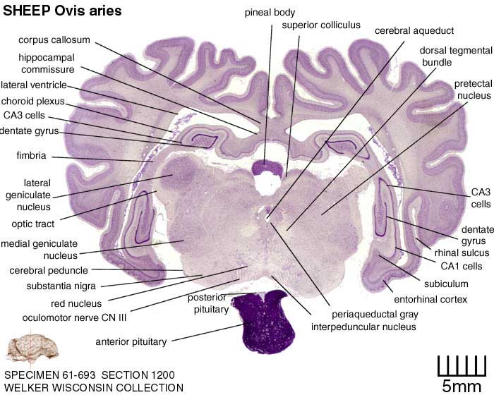 Atlas of the Sheep Brain > Section Image