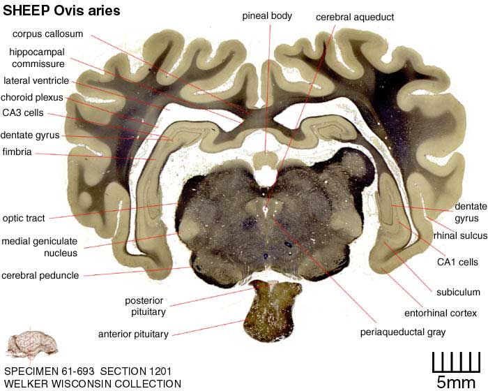 Atlas of the Sheep Brain > Section Image