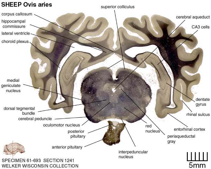 Atlas of the Sheep Brain > Section Image