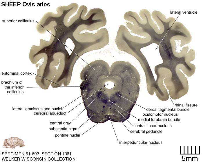 Atlas Of The Sheep Brain > Section Image