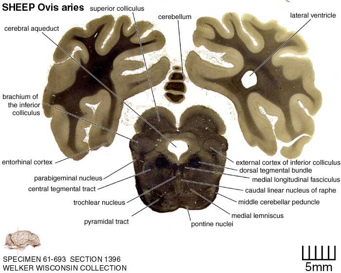 Atlas of the Sheep Brain > Section Image