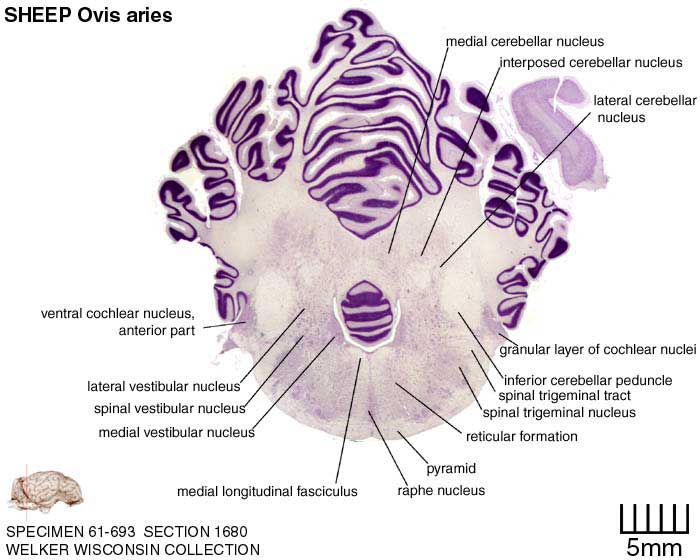 Atlas of the Sheep Brain > Section Image