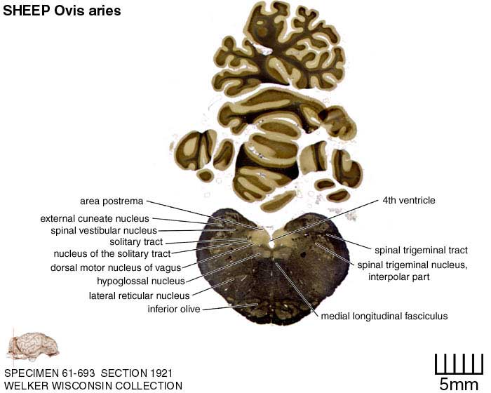 Atlas of the Sheep Brain > Section Image